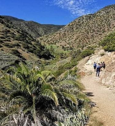 Bicácaro Tenerife Adventour